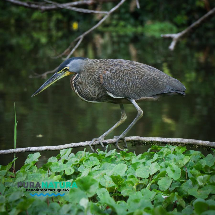 Hotel Pura Natura Beachfront Tortuguero Ngoại thất bức ảnh