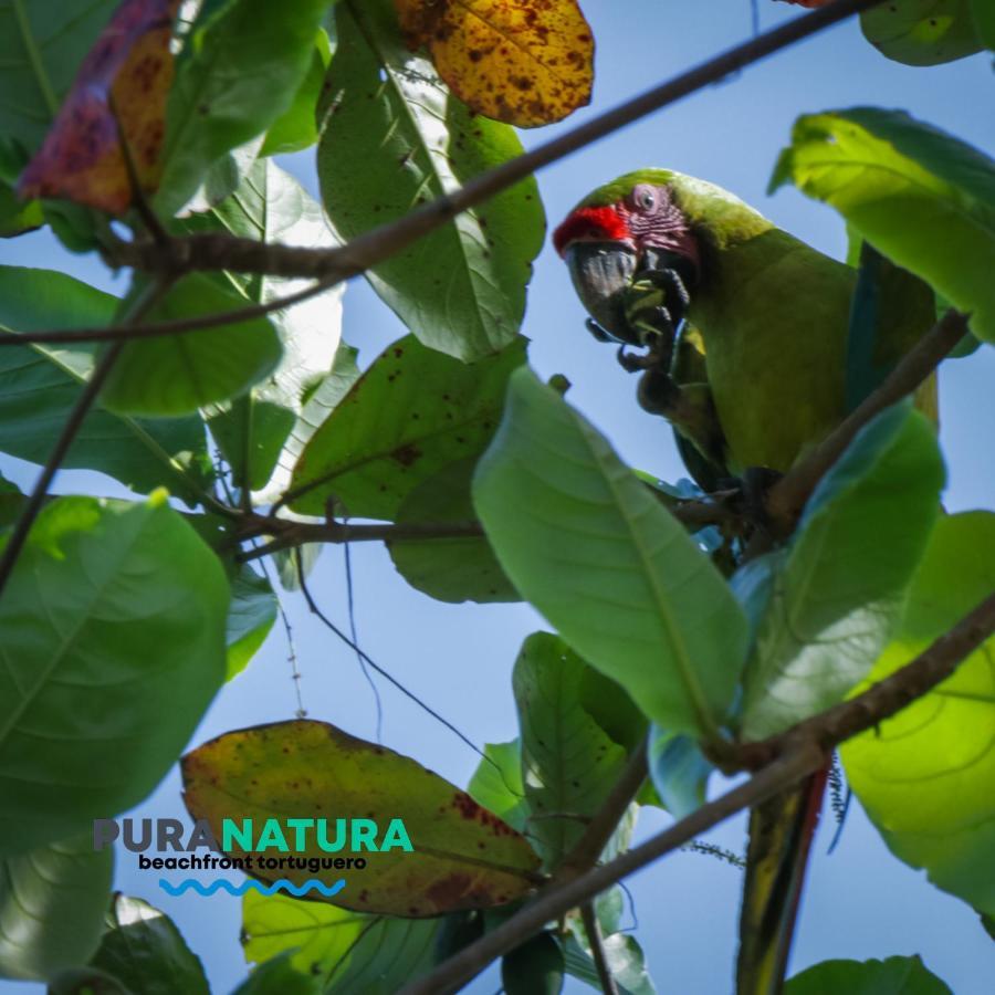 Hotel Pura Natura Beachfront Tortuguero Ngoại thất bức ảnh