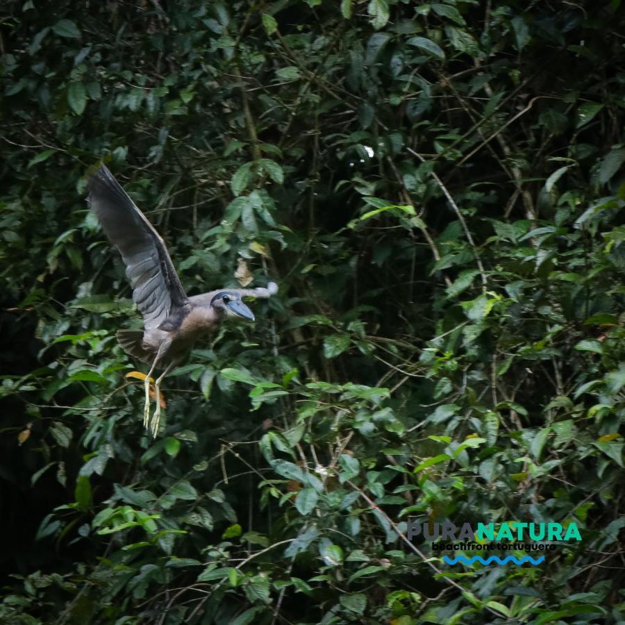 Hotel Pura Natura Beachfront Tortuguero Ngoại thất bức ảnh